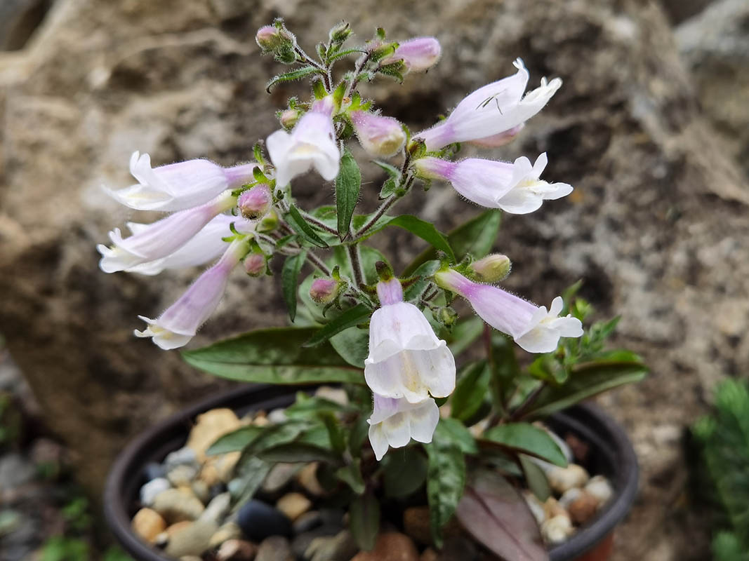 Penstemon hirsutus var pygmaeus photo